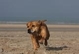 STAFFIE 337